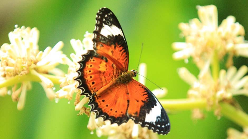 Step into Kuranda's Australian Butterfly Sanctuary and prepare to be enchanted by the mesmerising dance of fluttering wings!